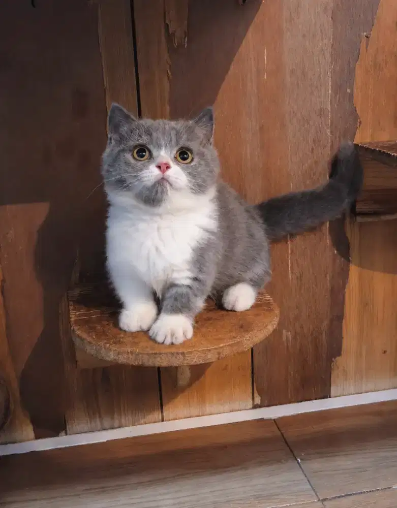 Kucing kitten munchkin bsh bico blue jantan