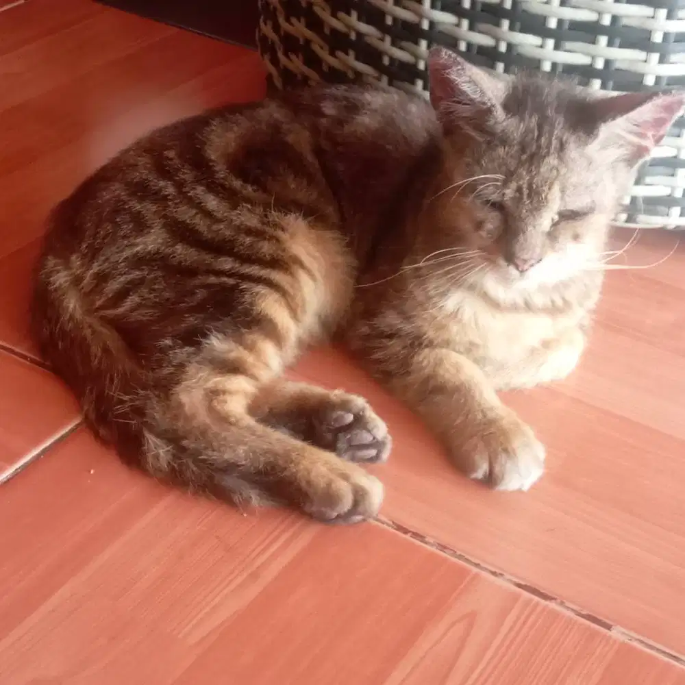Adopsi kucing dewasa berwarna belang