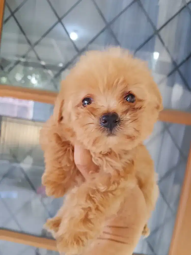 Toy Poodle Jantan