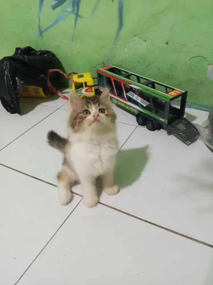 Kucing Persia 2,5 bulan