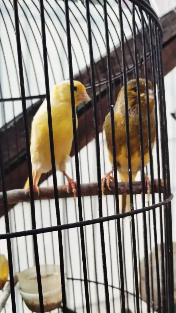 Burung kenari sepasang