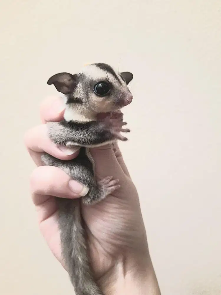 Sugar glider joey