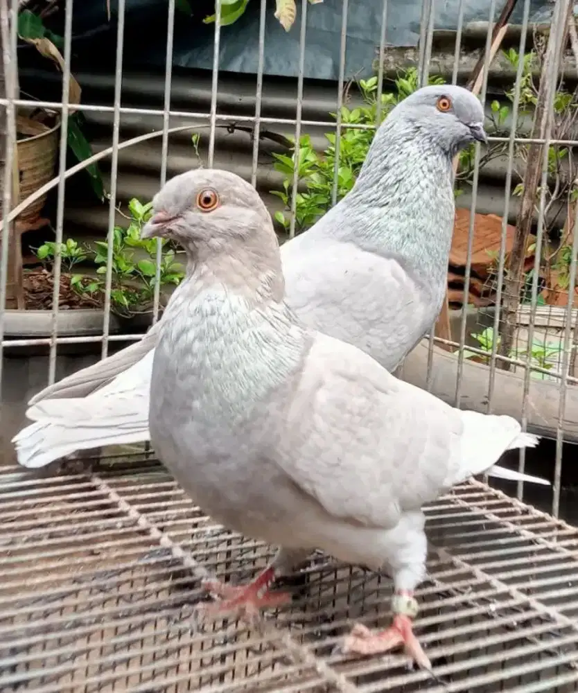 merpati endemik culik /JS silver