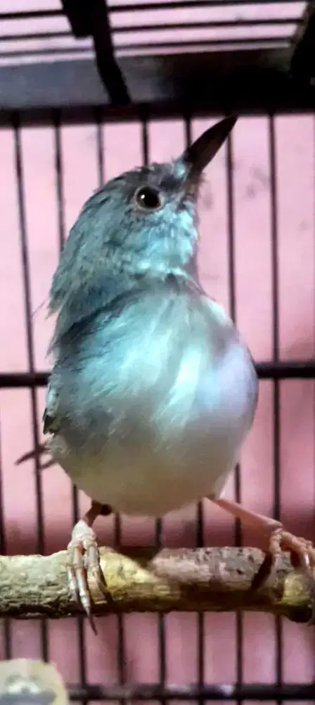 BURUNG CIBLEK PLUS SANGKAR