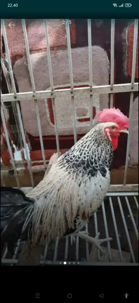 Ayam Bekisar wido kembang (silangan ayam hutan hijau x betina kampung(