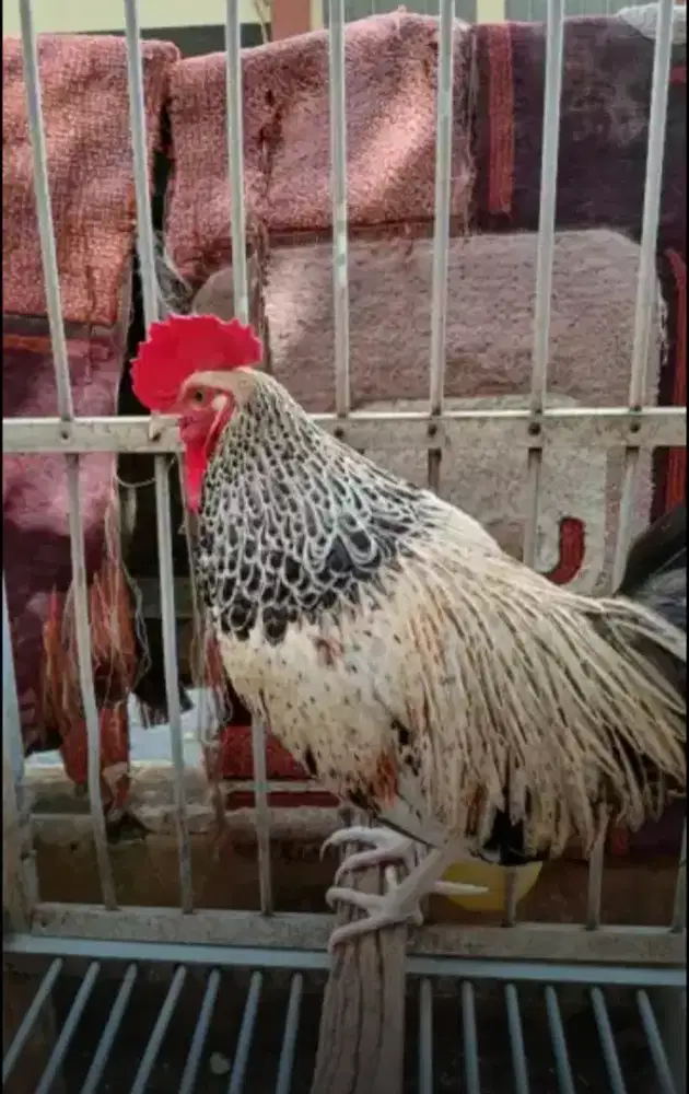 Ayam Bekisar wido kembang (silangan ayam hutan hijau x betina kampung(