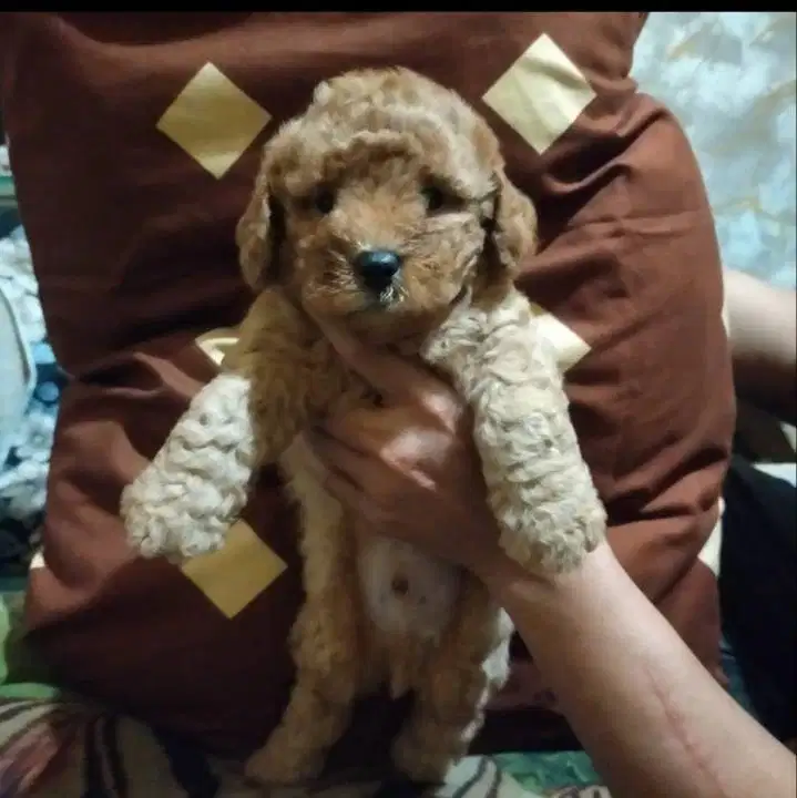 Anjing podle umur 3 bulan laki warna brown dan black silver