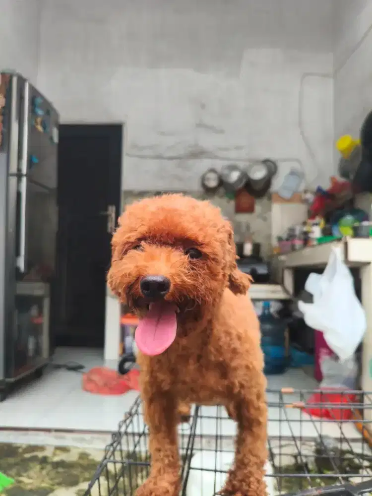 ANJING RED POODLE BETINA
