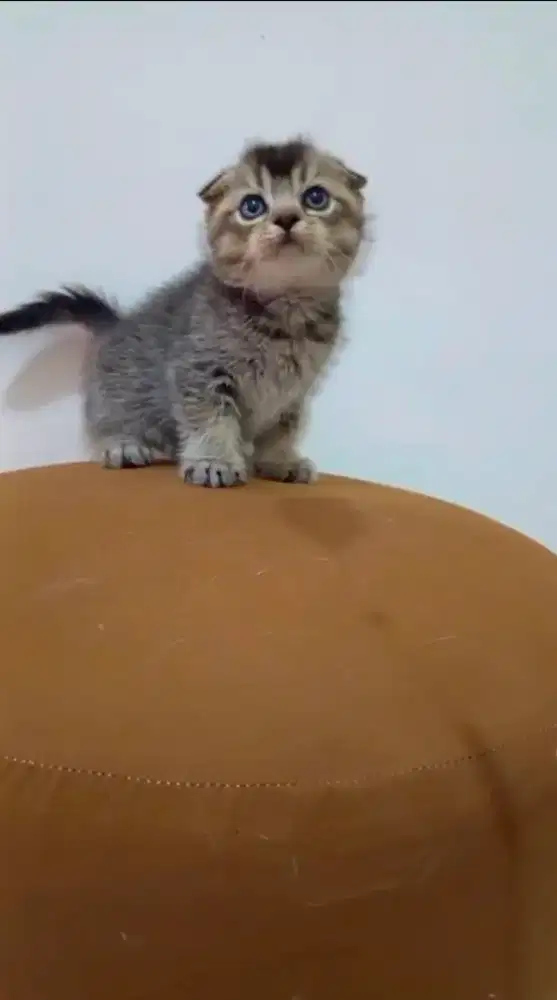 Kitten Scottish fold jantan