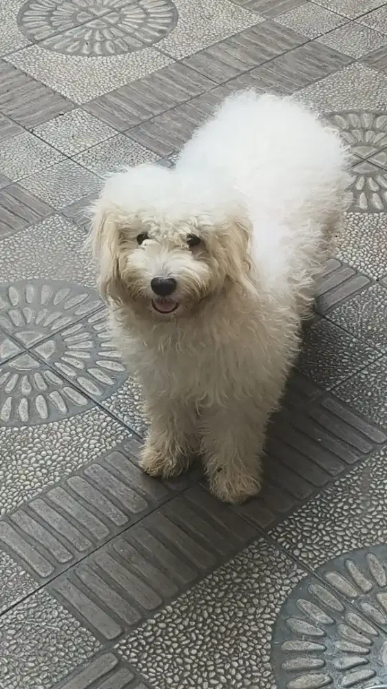 Open to Adopt - Anjing Ras Maltipoo ; 1,500,000