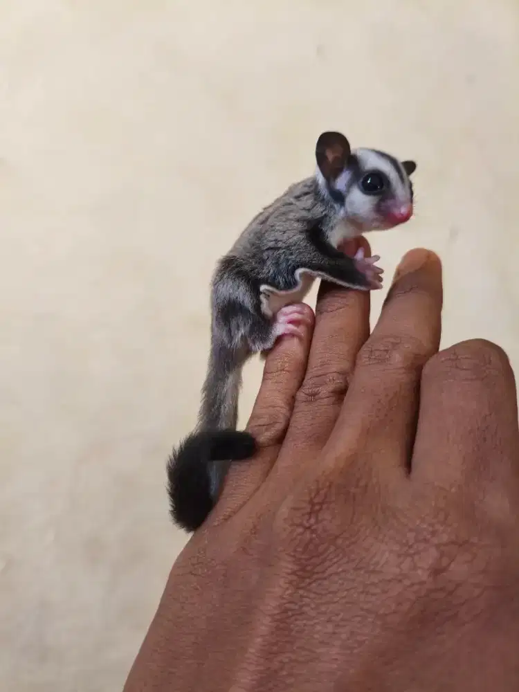 Sugar glider joey lucu