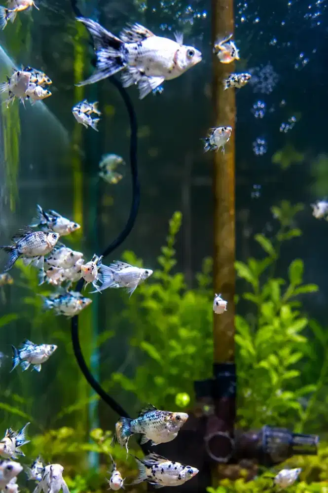 Ikan hias molly balon zebra