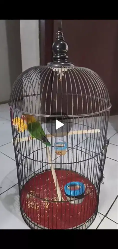 Burung lovebird 150 fs