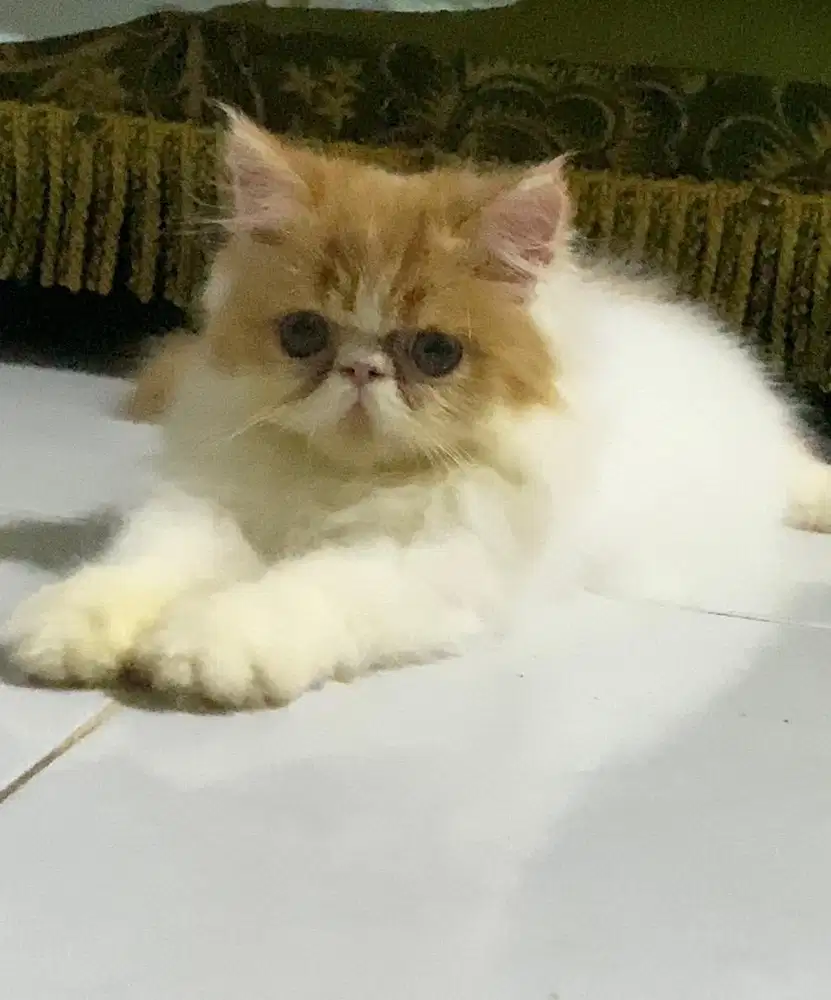 KITTEN PEAKNOSE PERSIAN LONGHAIR BULU KAPAS
