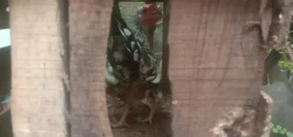 Biang kampung produksi