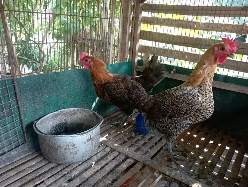 Cari pekerjaan jaga kos/jaga villa