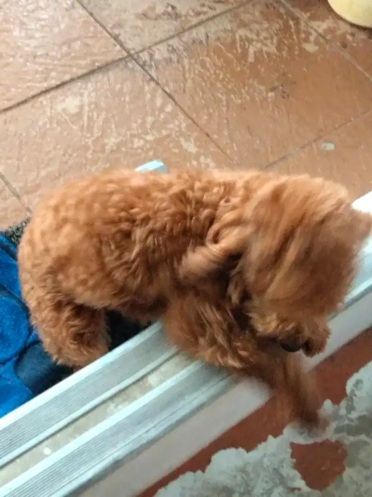 Dijual anjing poodle