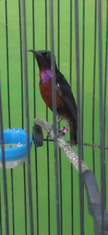 Burung kolibri ninja