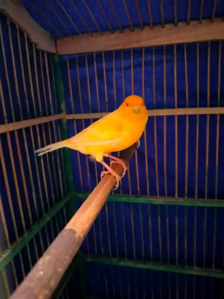 Burung kenari jantan gacor