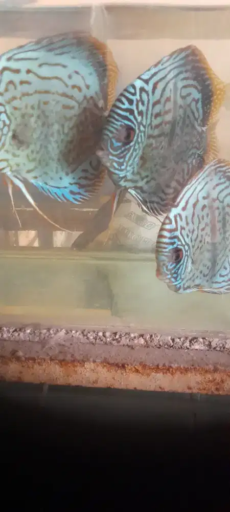 Ikan discus leopart