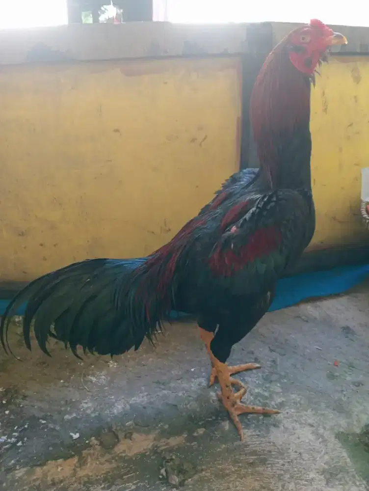 Ayam Bangkok muda Abar 3x