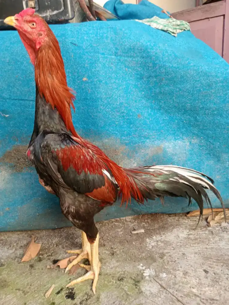 Ayam Bangkok muda ukuran 5