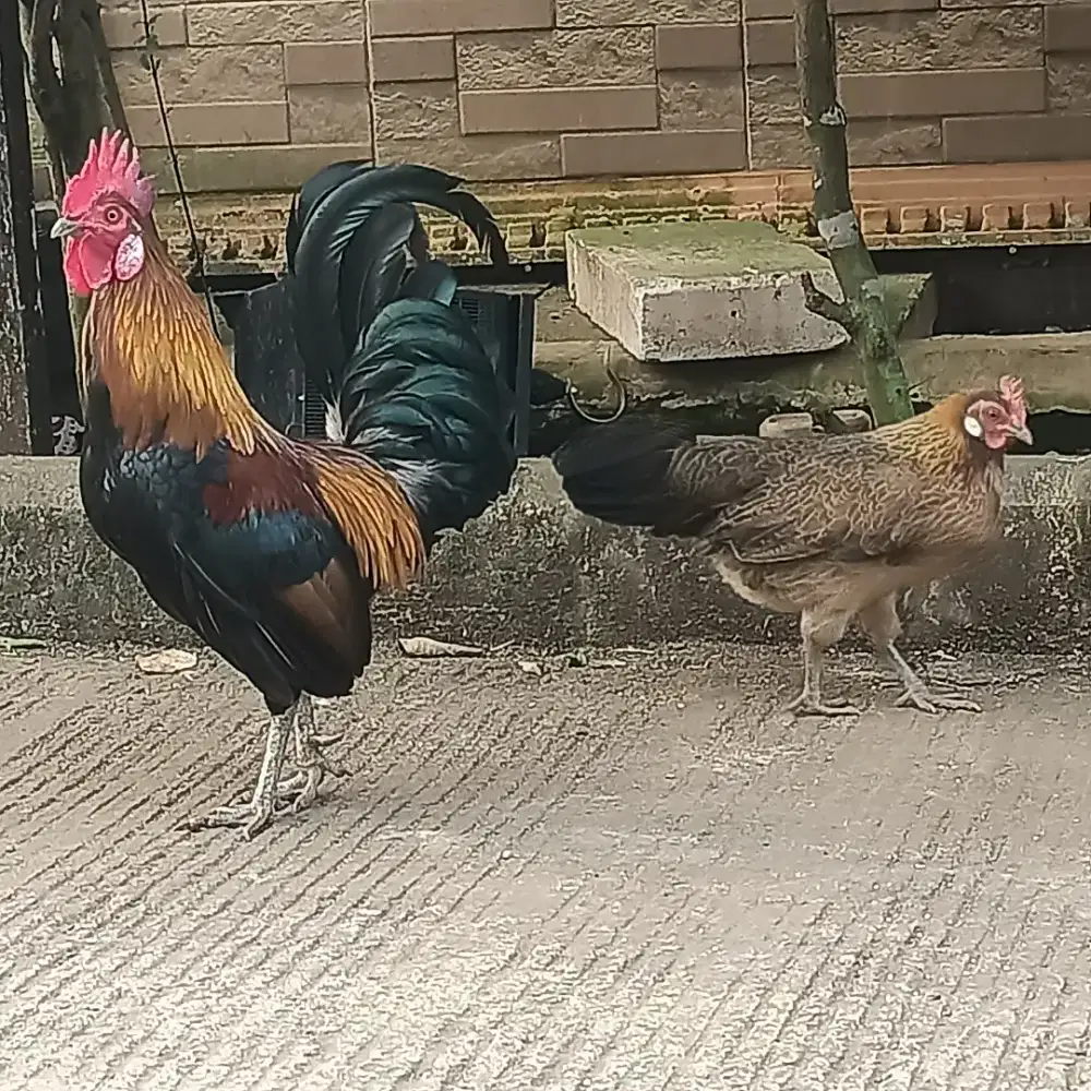 Jual ayam hutan