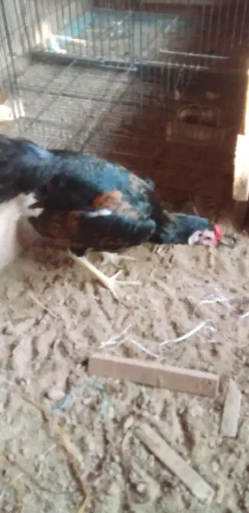 Di jual murah ayam jago anakan masih muda nego