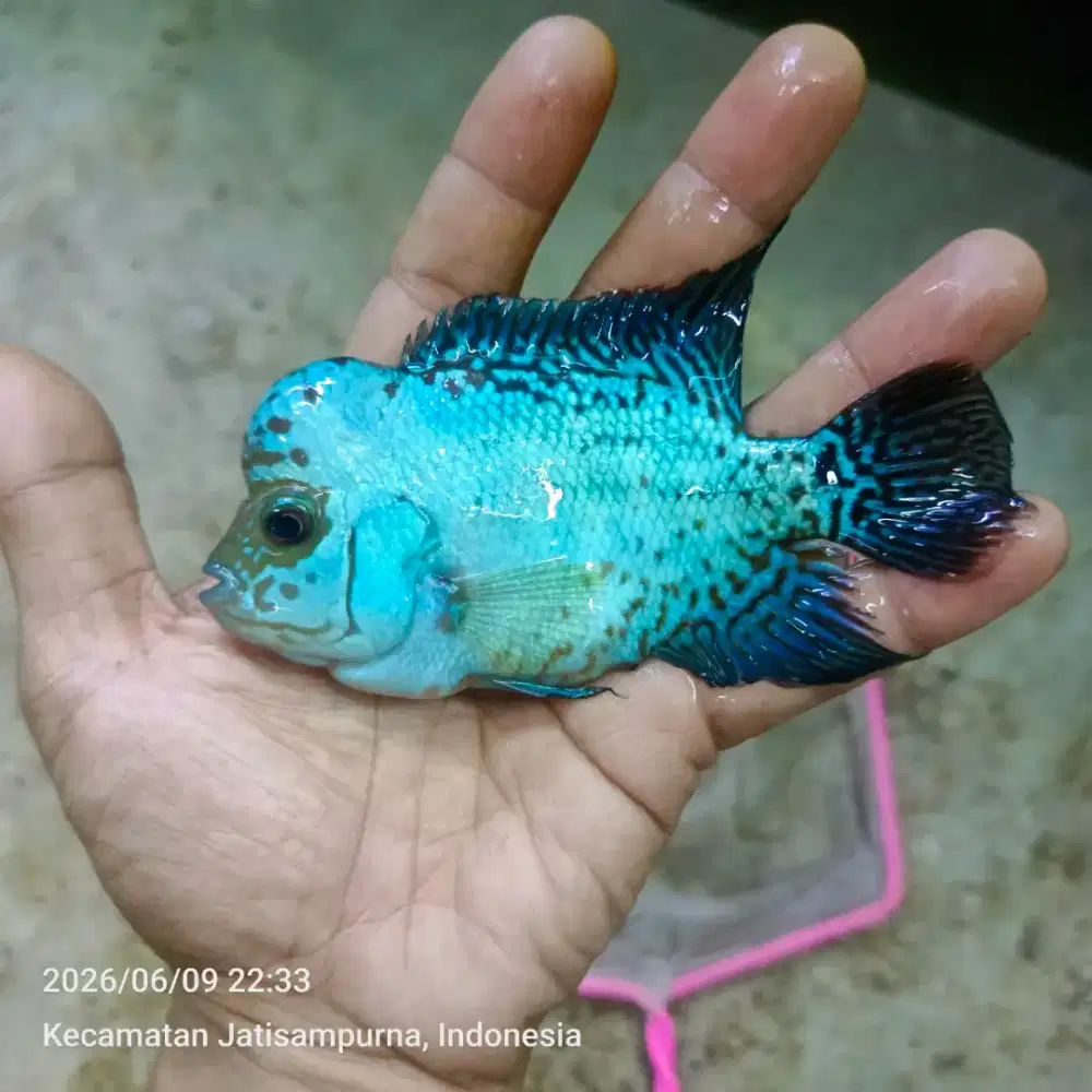 Ikan Louhan Kamfa f2 blue diamond
