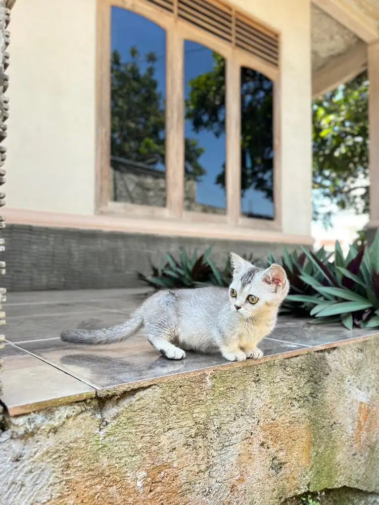 Kucing bsh munchkin british shorthair kitten