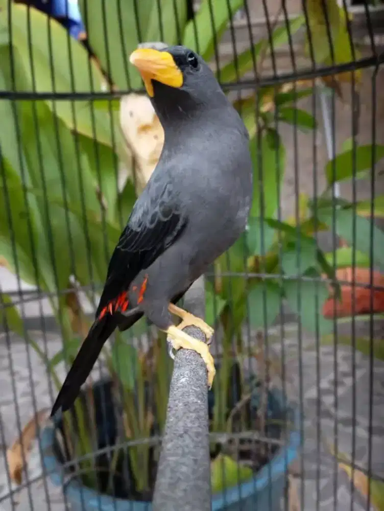 Rio rio jantan sudah teler