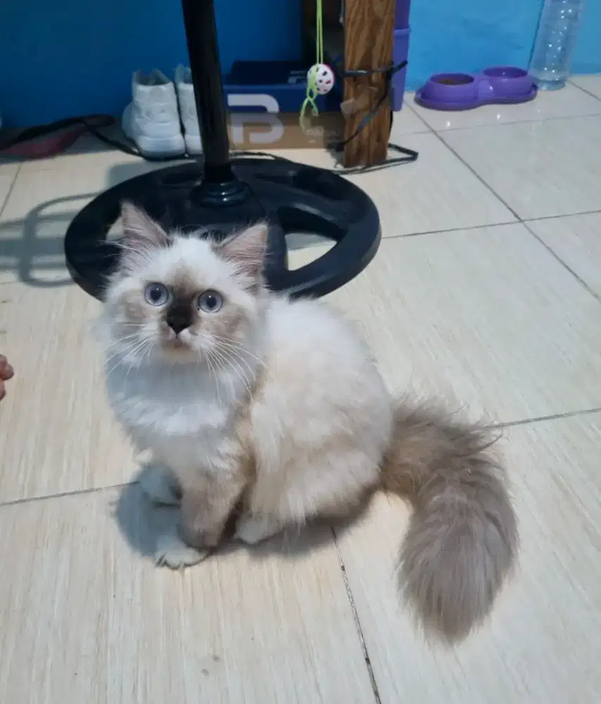 Kucing kitten persia himalayan mix ragdoll bigbone