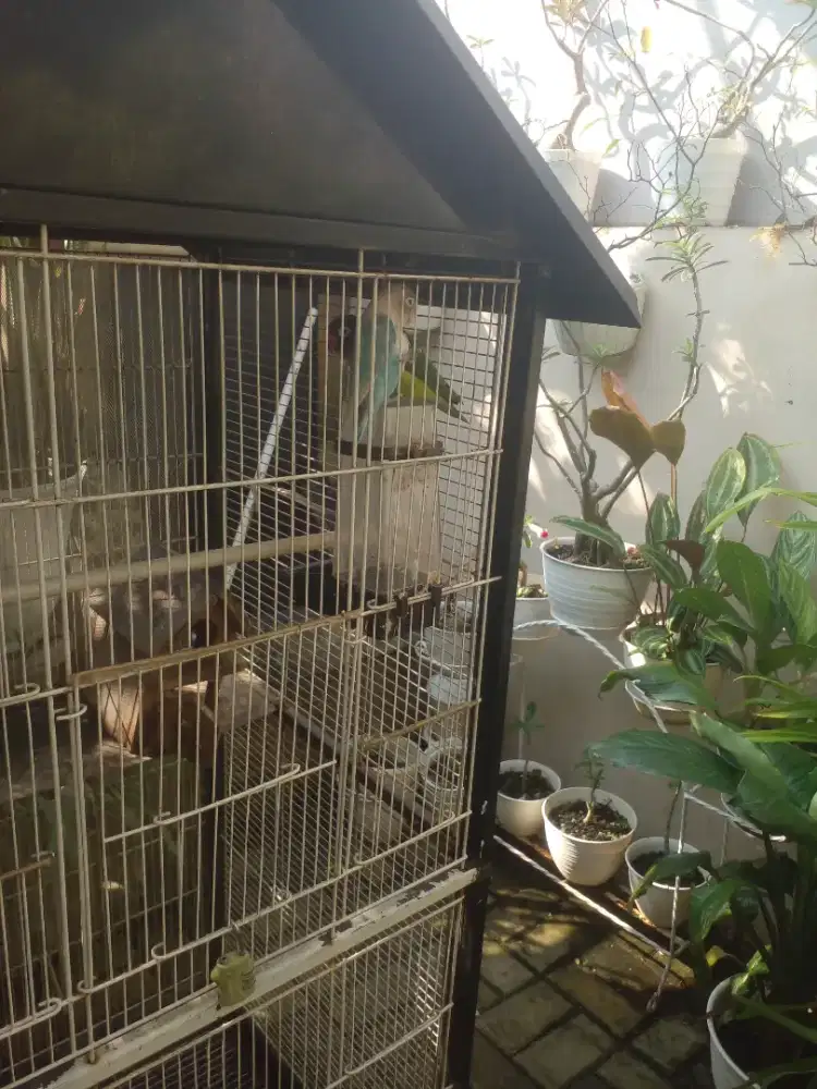 Jual burung sama kandang