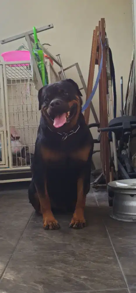 Jual Rottweiler Jantan