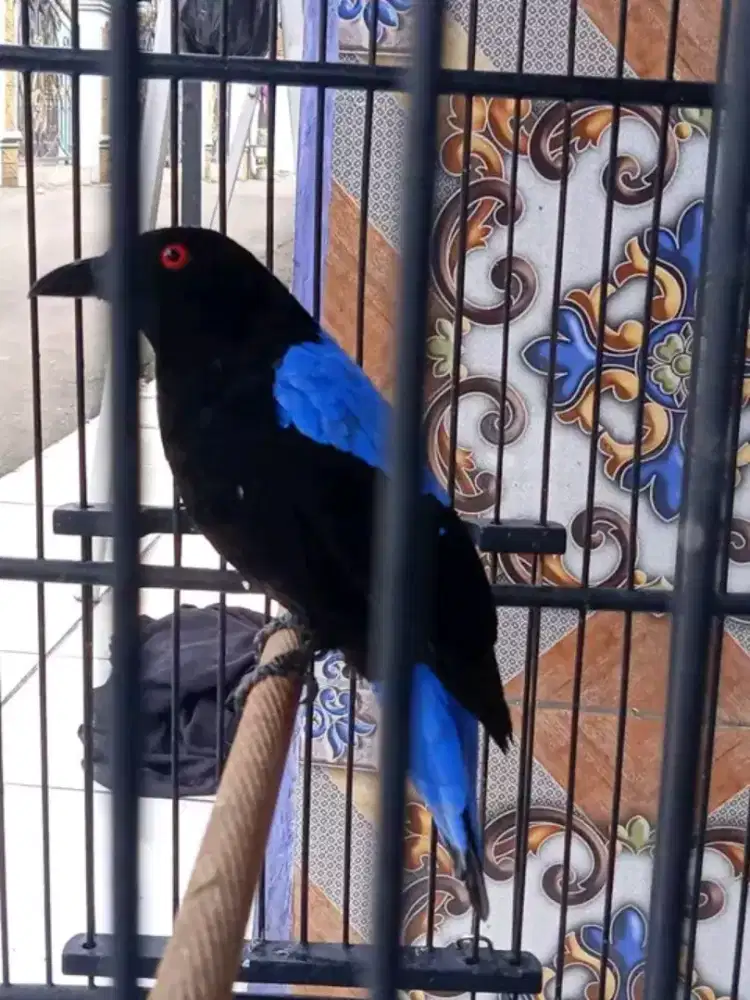 Cucak biru isian variasi