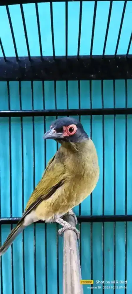 Ara mata merah isian banyak