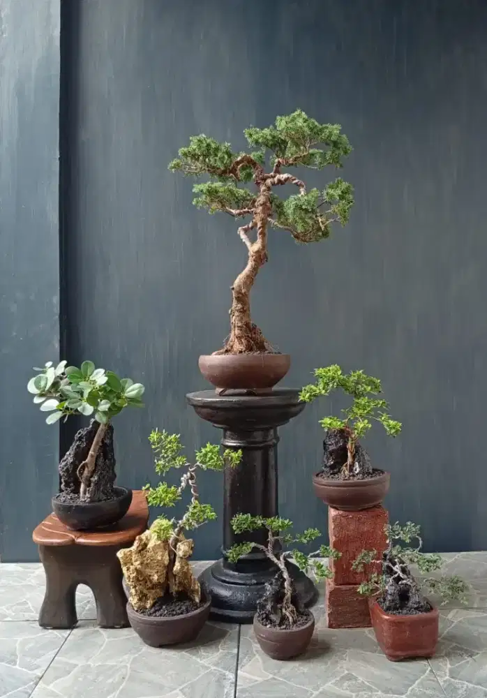 Mini bonsai cantik ada 6 pohon