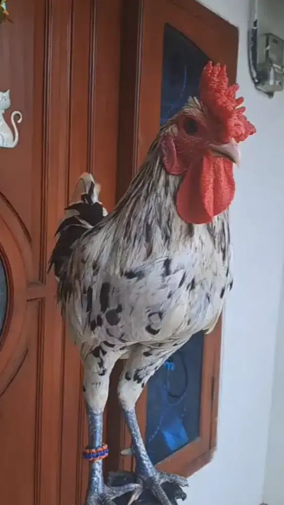 Ayam Ketawa Jantan type Slow Ori Body Big Size Jombo trah Kontes