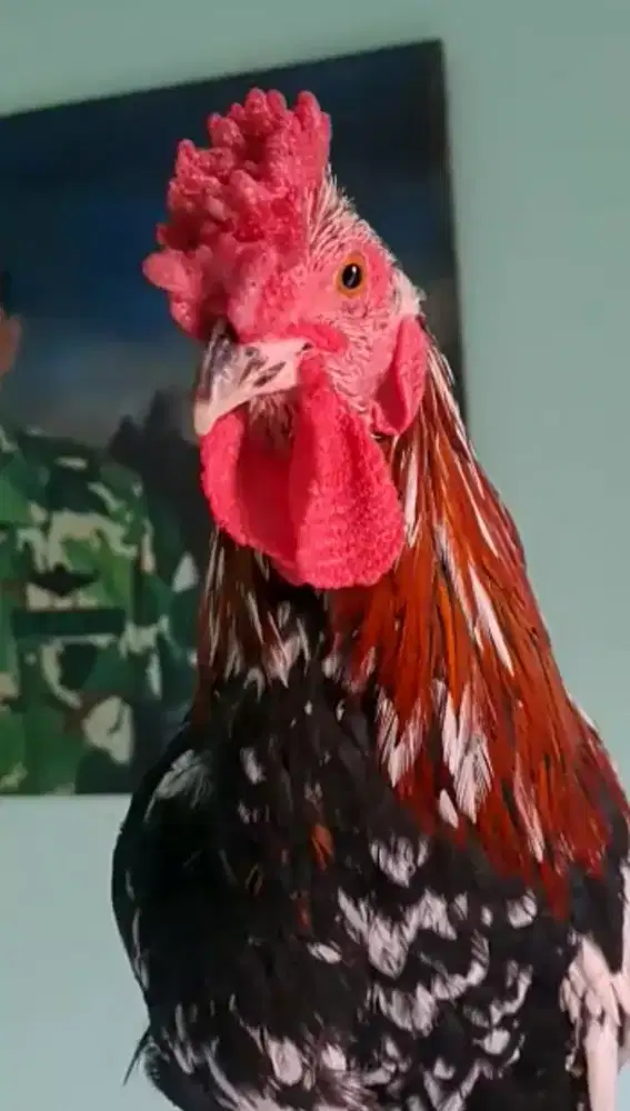 Ayam Ketawa Jantan Jengger Mawar