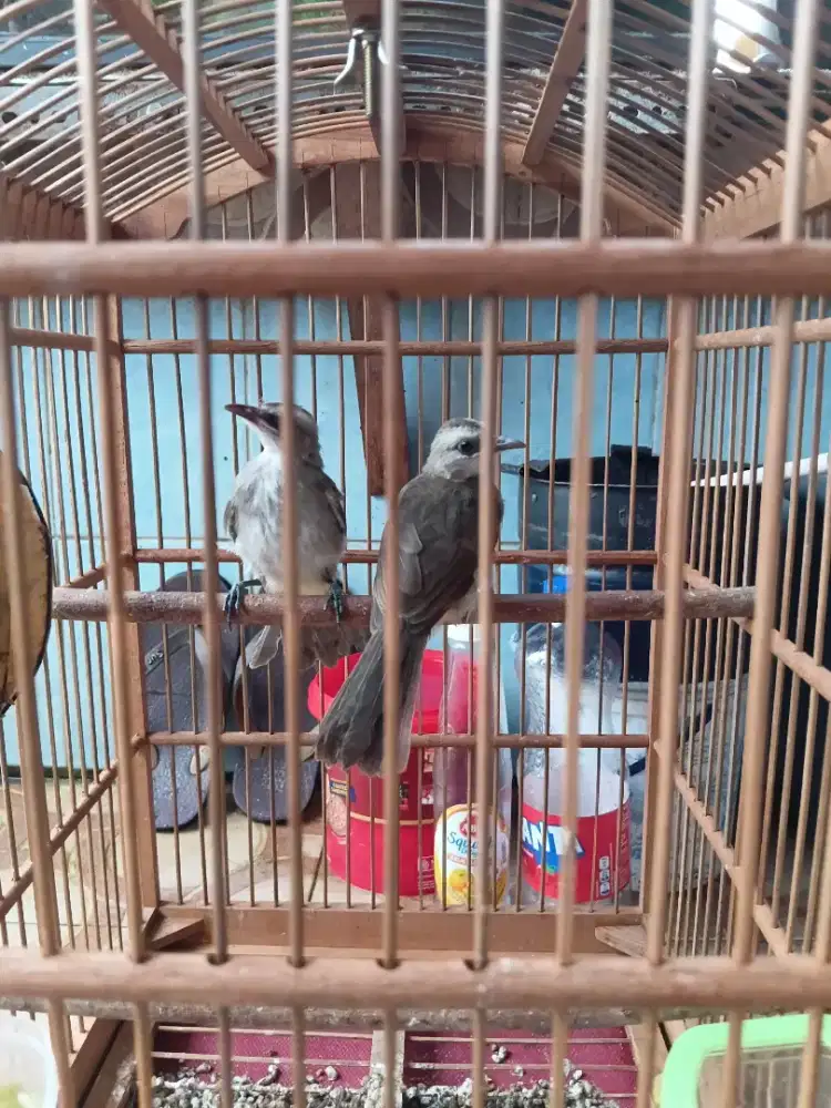 Sepasang anakan trucukan