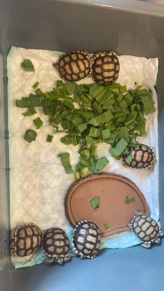 Kura - kura Sulcata Baby