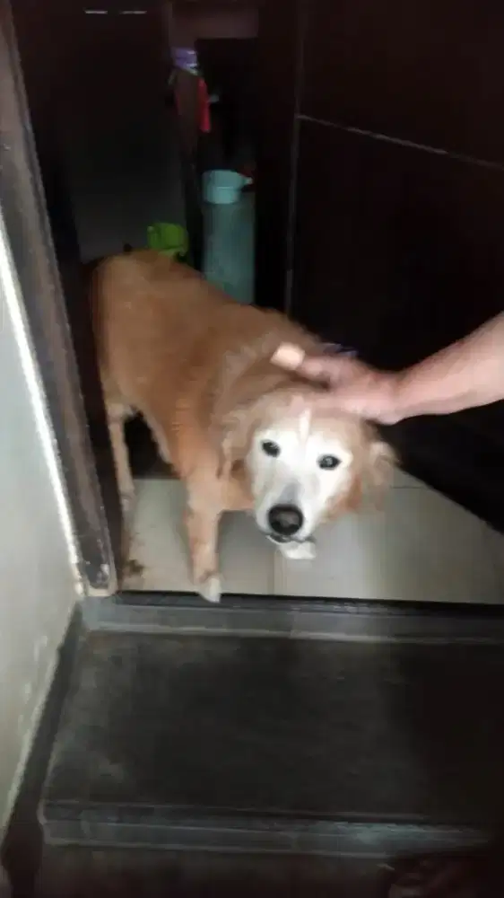 ANJING GOLDEN RETRIEVER