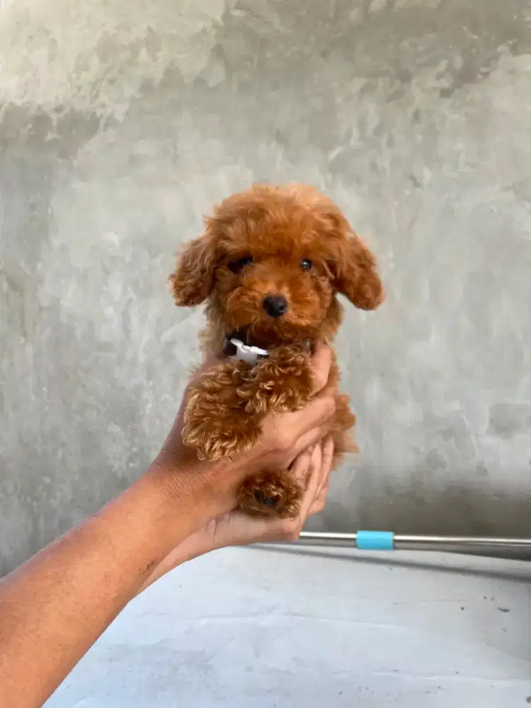 Red Super Tiny Poodle Female ( STB Microchip + Vaksin )