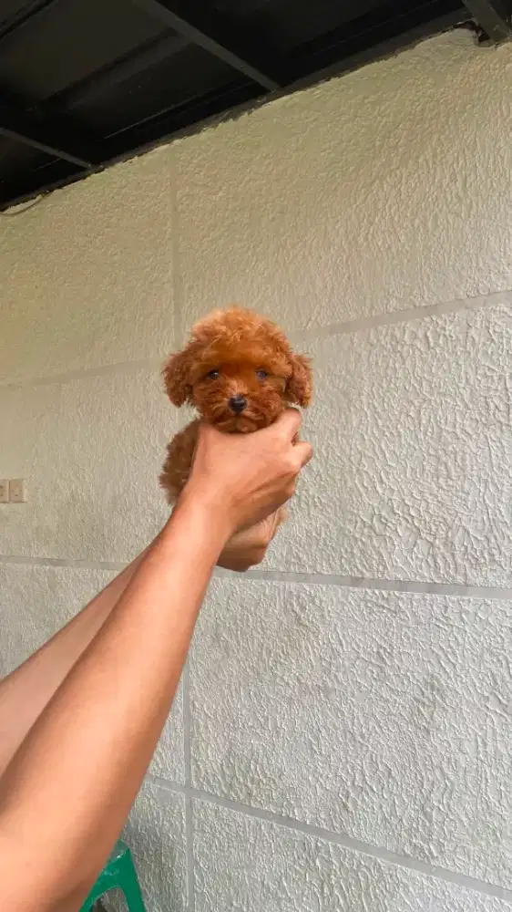 Red Tiny Poodle Female / STB Microchip + Vaksin