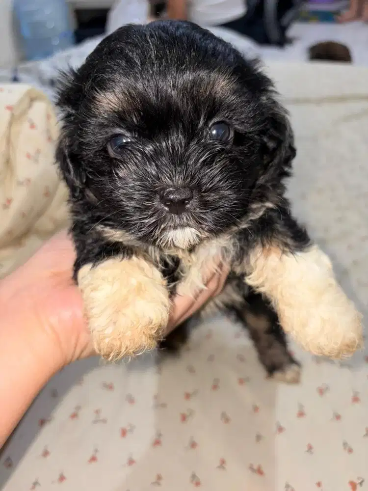 OPEN ADOPT SHIPOO