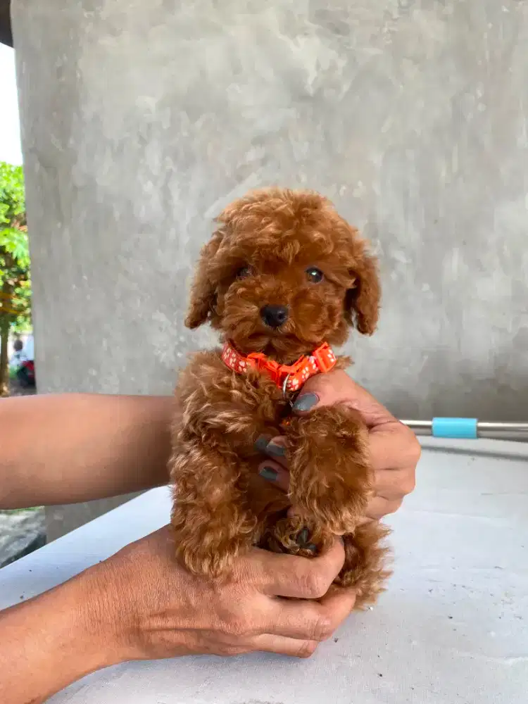 Tiny Red Poodle ( Female ) Stambum Chip + Vaksin