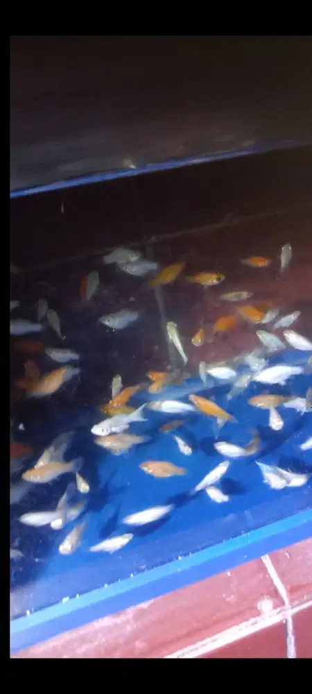 Ikan molly remaja dan indukan