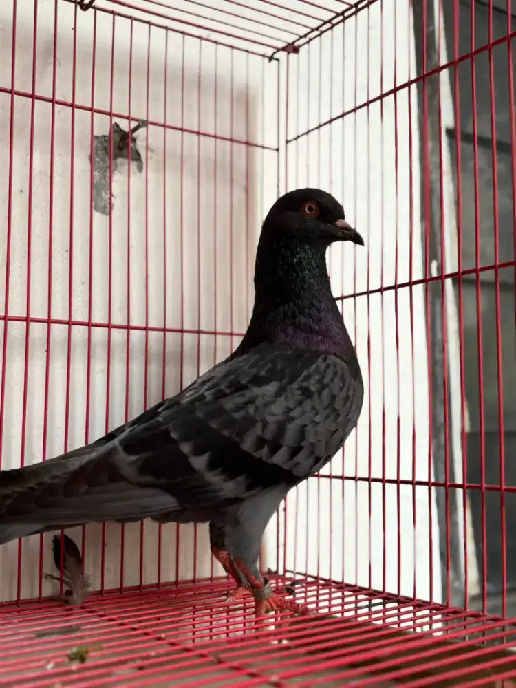 Burung cowoan super buat main kolong/balap