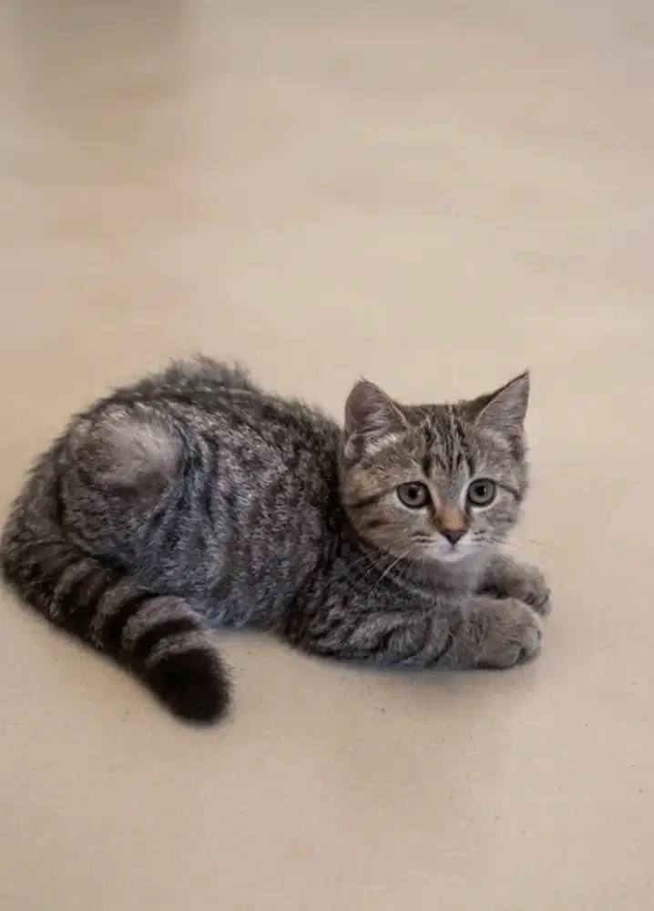 BSH Mackerel Tabby Betina