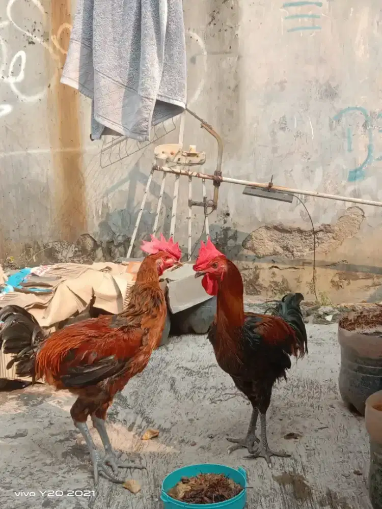 AYAM PELUNG JANTAN ASAL CIANJUR